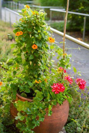 Garten_der_SWW_Blumen_Leitlinien