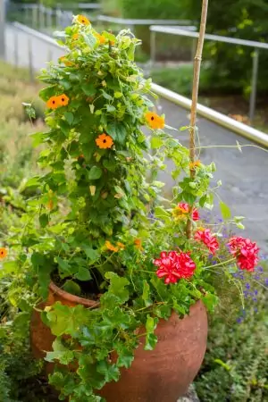 Garten_der_SWW_Blumen_Leitlinien